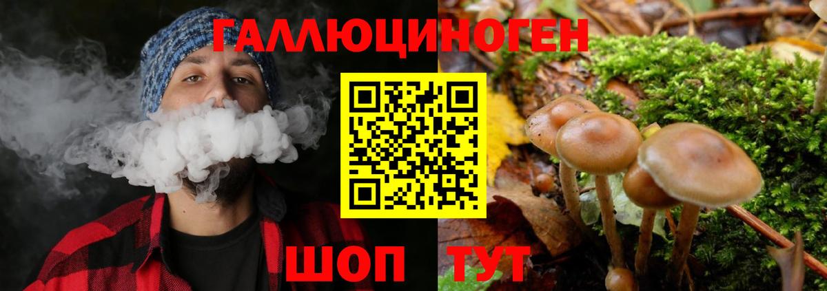 Галлюциногенные грибы Psilocybe Хасавюрт